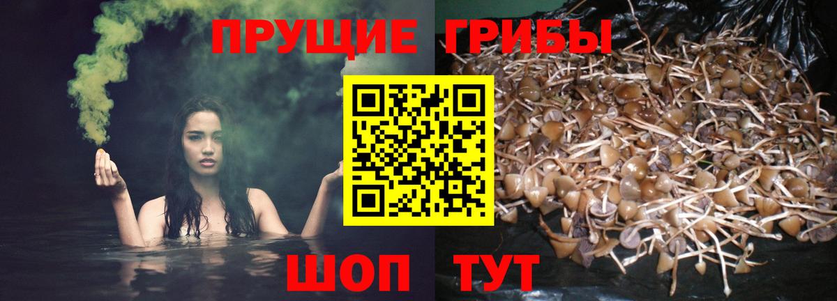 Псилоцибиновые грибы GOLDEN TEACHER  Псилоцибиновые грибы Psilocybine cubensis  Вход с VPN  Партизанск 